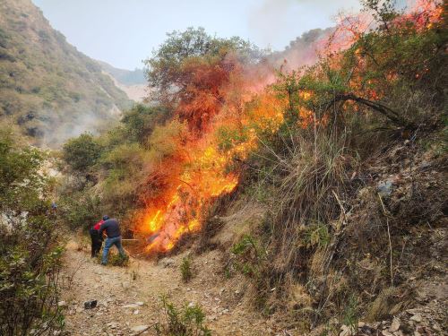 Varios incendios forestales fueron reportados en Cusco, Ayacucho, Cajamarca y Pasco. Trabajadores y pobladores combaten los siniestros, informó el Indeci.