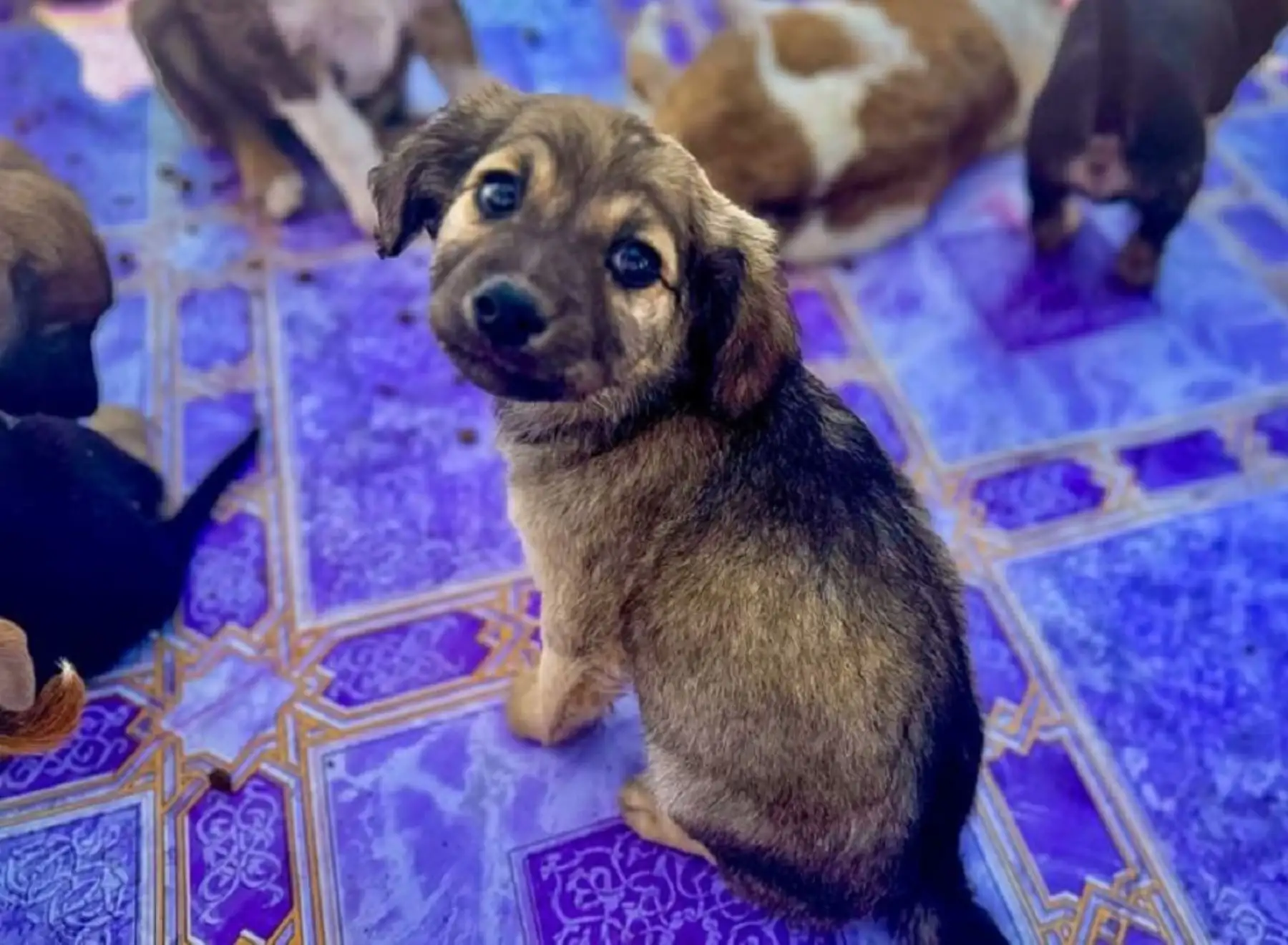 Municipio de Chiclayo crea comité para proteger a mascotas y aclara alcances de ordenanza