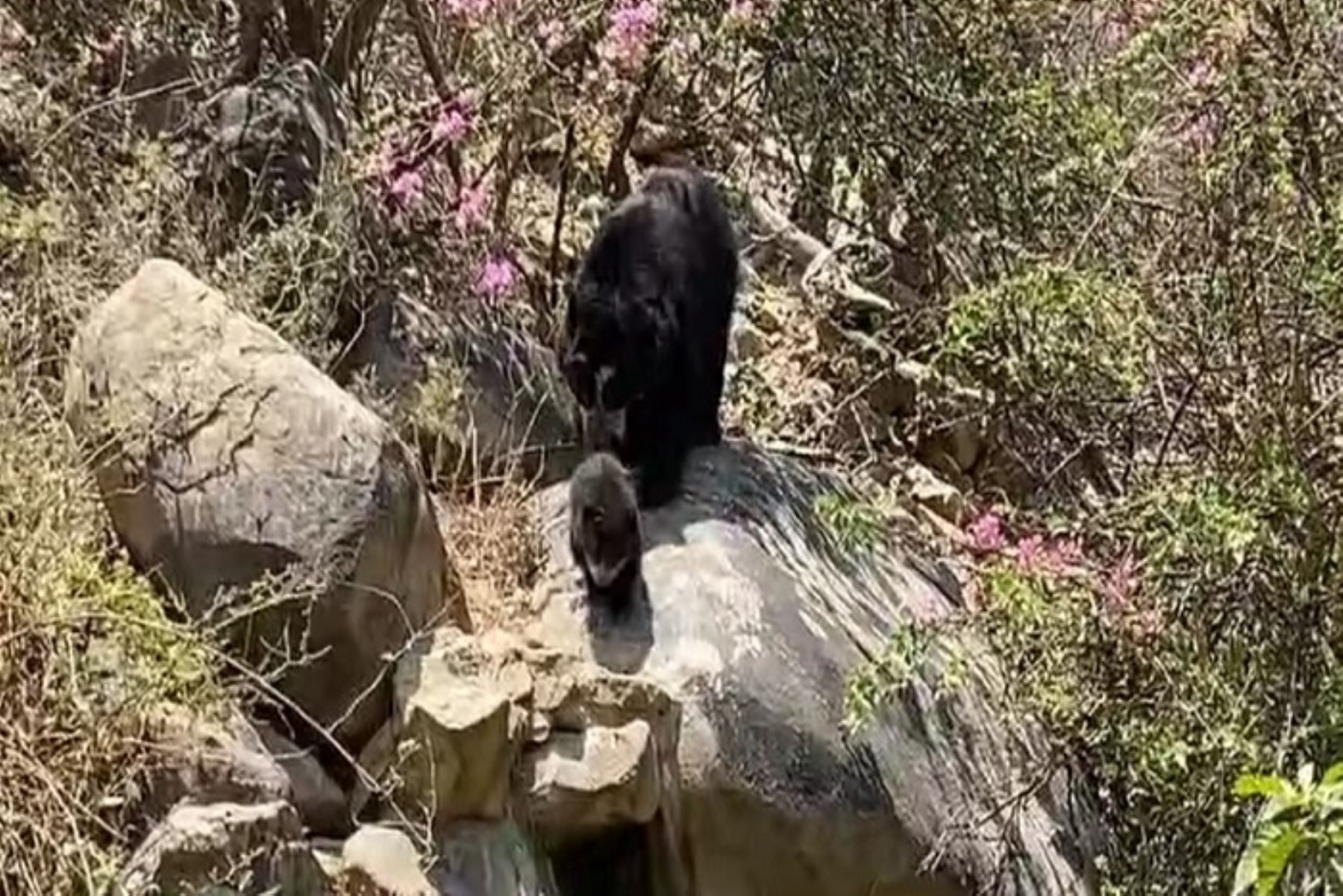 Recién hoy el osezno ha comenzado a salir de la osera haciendo pequeños recorridos, siempre protegido por su mamá Lola.