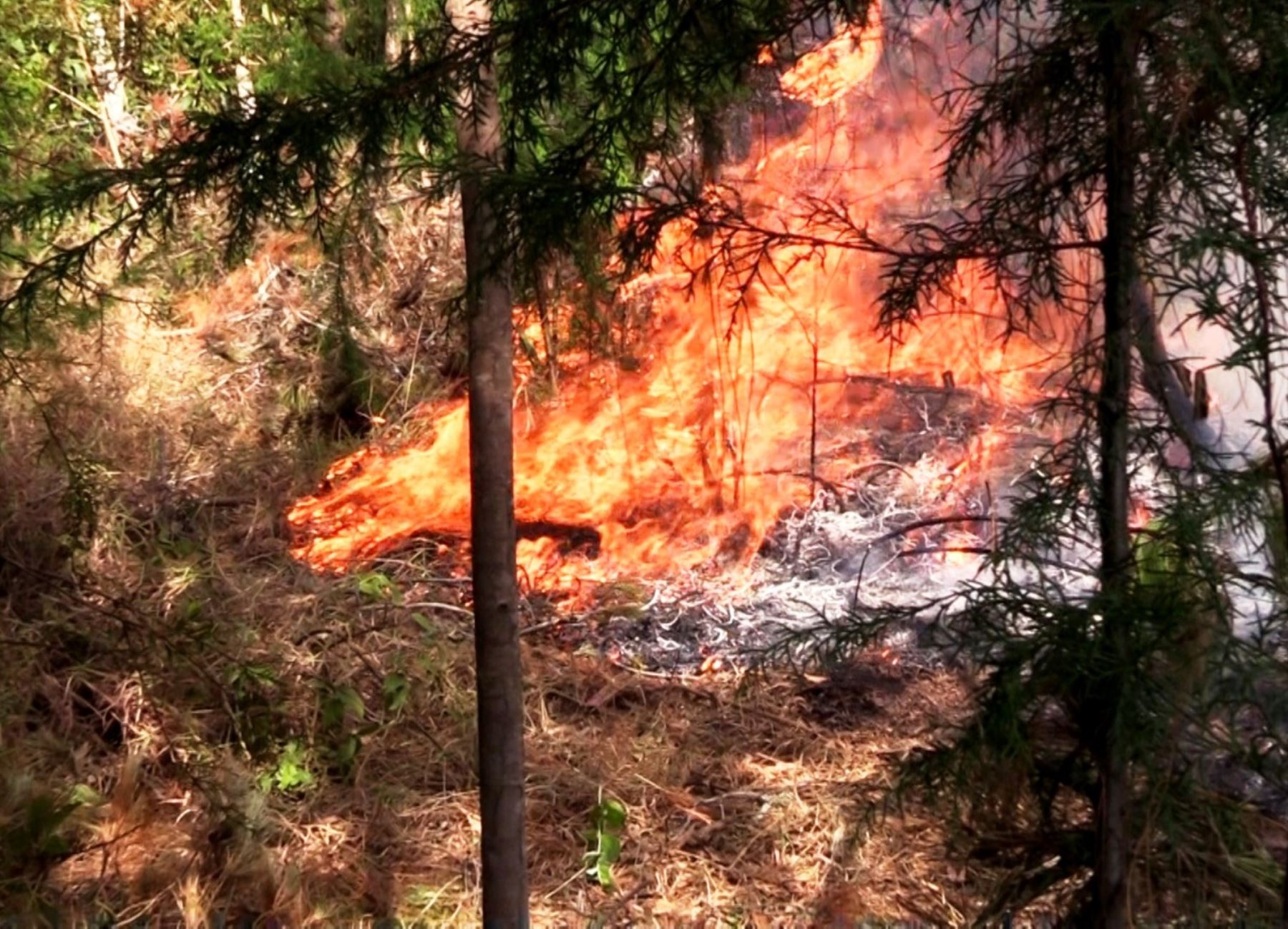 Ocho incendios forestales siguen activos en la región Cajamarca. Estos siniestros han arrasado, hasta el momento, con más de 10,000 hectáreas de bosques y cultivos, informó el Gobierno Regional.