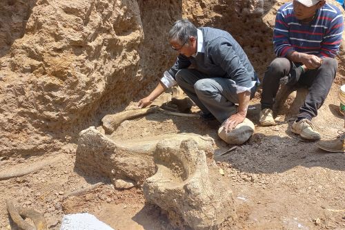 Chambará podría convertirse en la zona fosilífera de mastodontes más importante del Perú