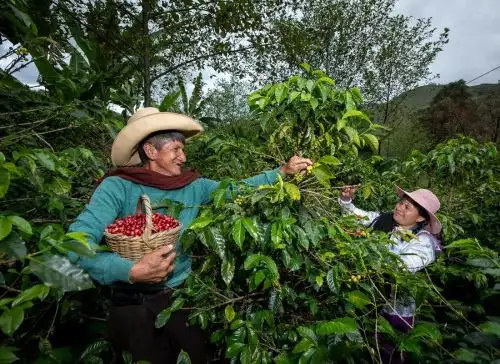El programa Agro Rural puso en marcha el proyecto Avanzar Rural, una iniciativa que busca impulsar la producción de café en Amazonas, Cajamarca y San Martín y beneficiar a cerca de 5,000 productores. ANDINA/Difusión