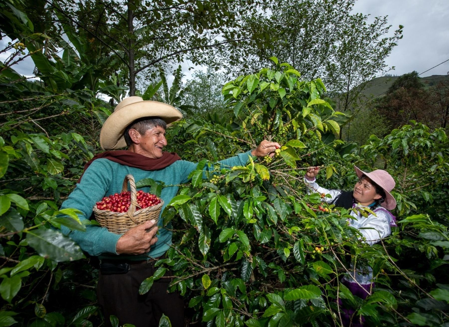 El programa Agro Rural puso en marcha el proyecto Avanzar Rural, una iniciativa que busca impulsar la producción de café en Amazonas, Cajamarca y San Martín y beneficiar a cerca de 5,000 productores. ANDINA/Difusión