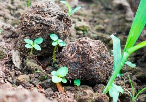 Con "bolitas reforestadoras" buscan recuperar rápidamente las áreas afectadas por los incendios forestales, anunció el Minam. ANDINA/Difusión