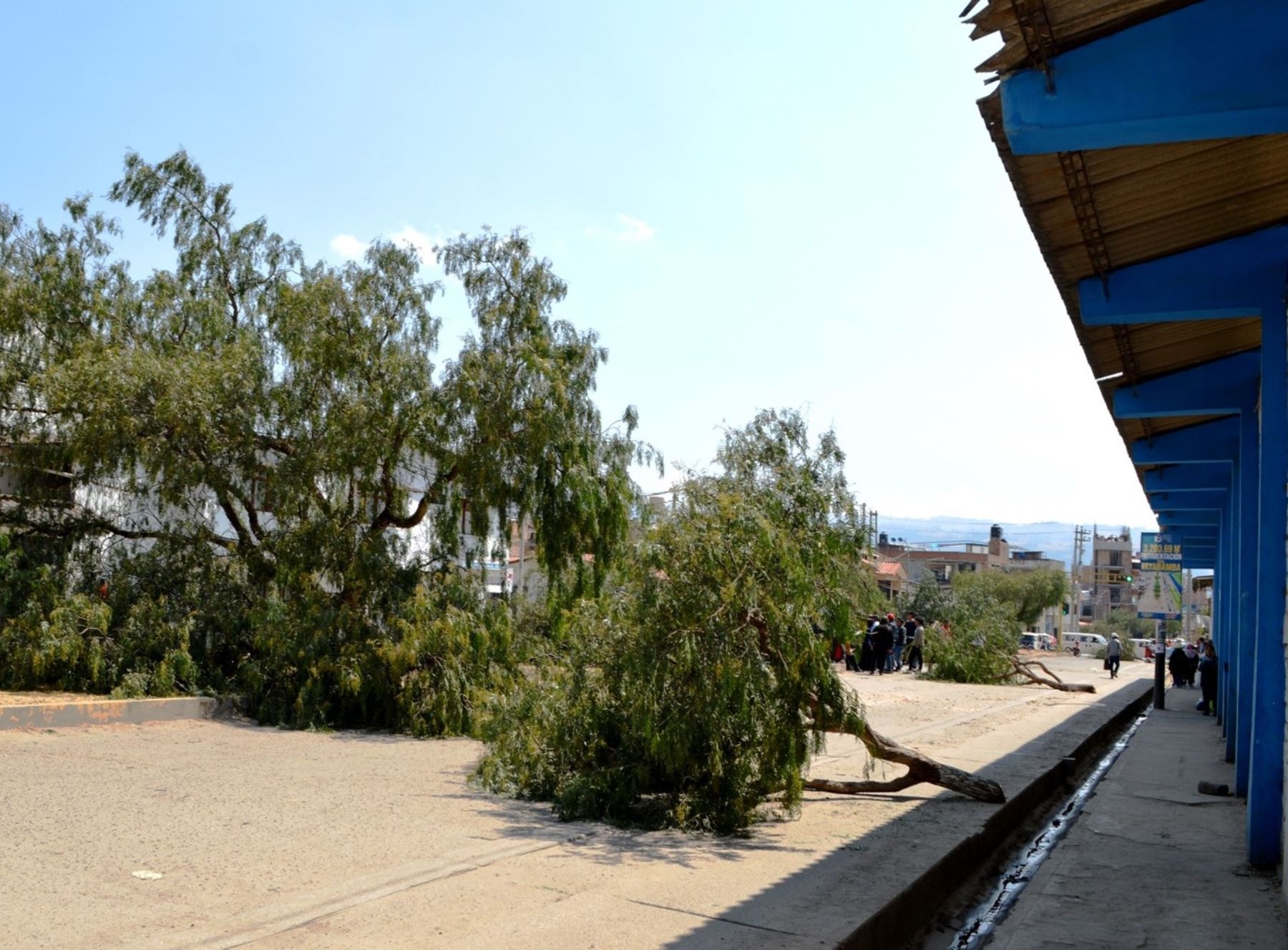 Vecinos de Cajamarca denuncian tala ilegal de 22 árboles de molle por obra de pavimentación.