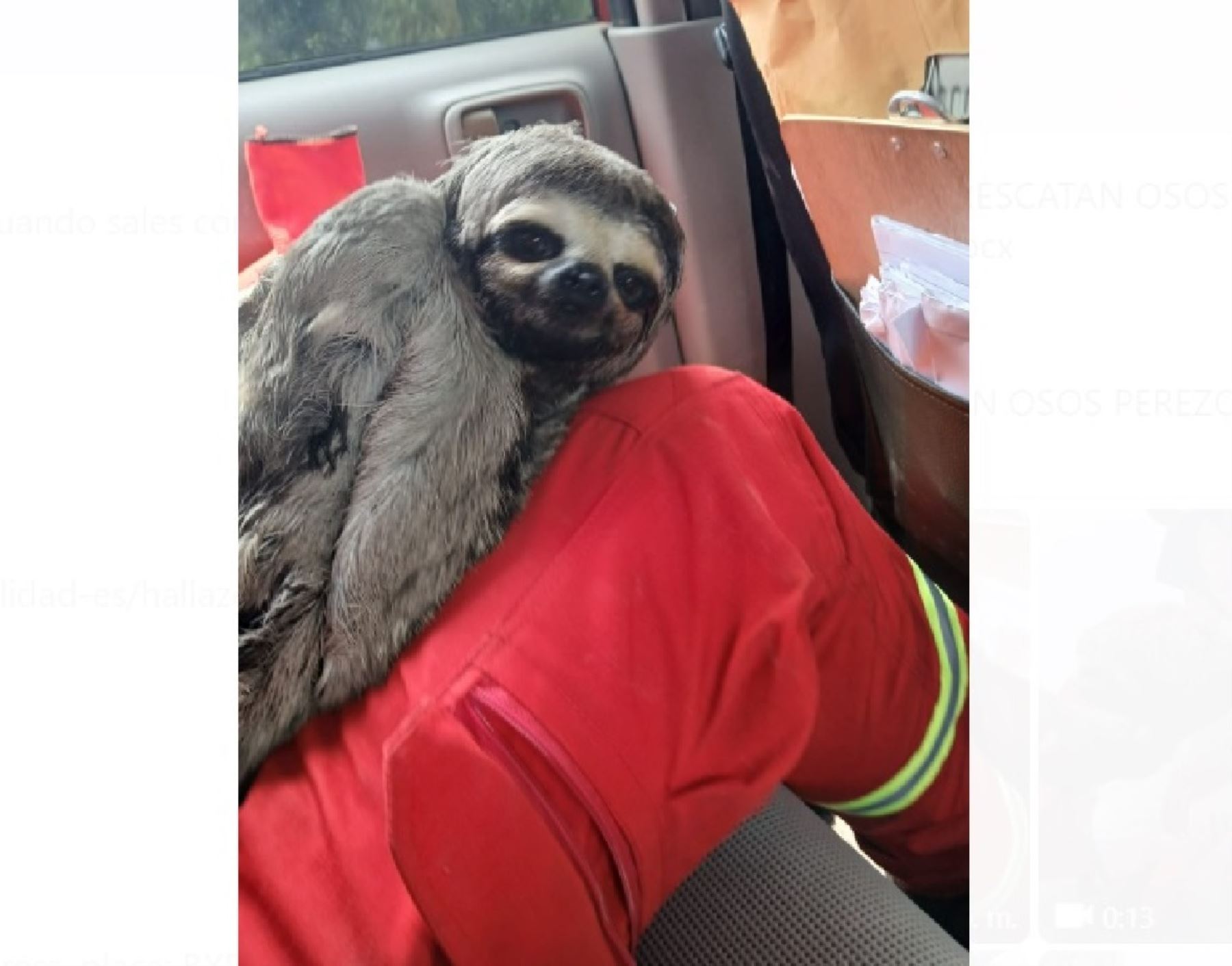 Un oso perezoso y su cría fueron salvados por los bomberos en Ucayali. Ellos se encontraban en peligro por los incendios forestales que se registran en la región.