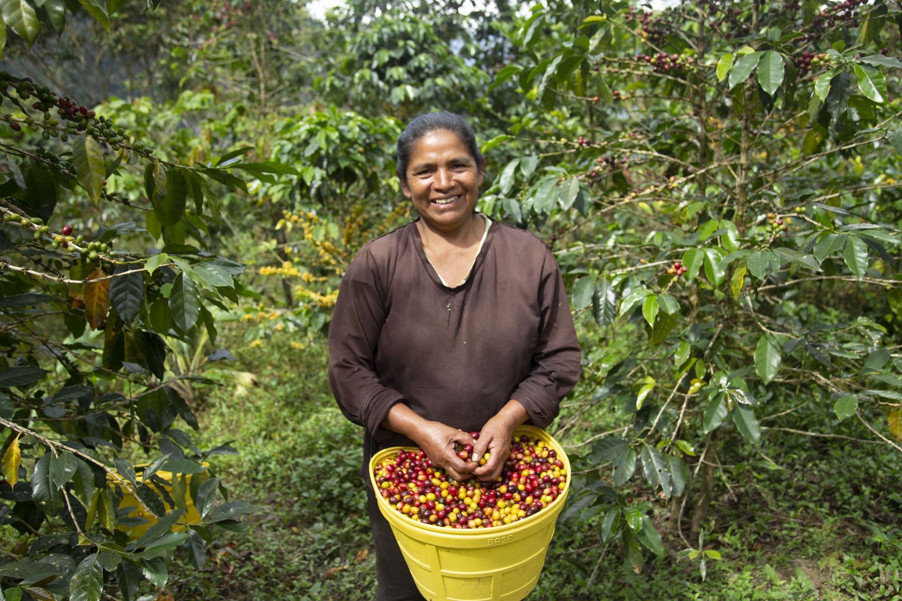 La ruta intercultural incluye un encuentro con productores de café del Valle del Monzón. Foto: ANDINA/Difusión