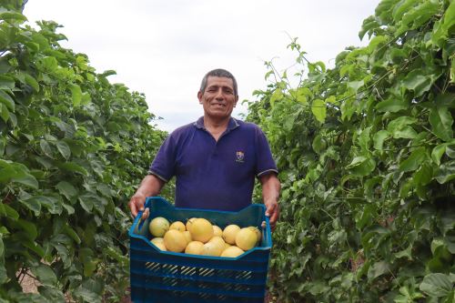 Agricultor de maracuyá. Foto: Cortesía.