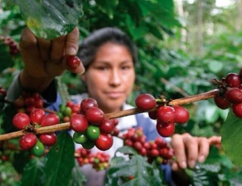 Dos cusqueñas emprendedoras fueron reconocidas como las mejores productoras de cacao y de café del Valle de los Ríos Apurímac, Mantaro y Ene(Vraem), por la empresa Transportadora de Gas del Perú (TGP) en alianza con la Guía Gastronómica Summun.