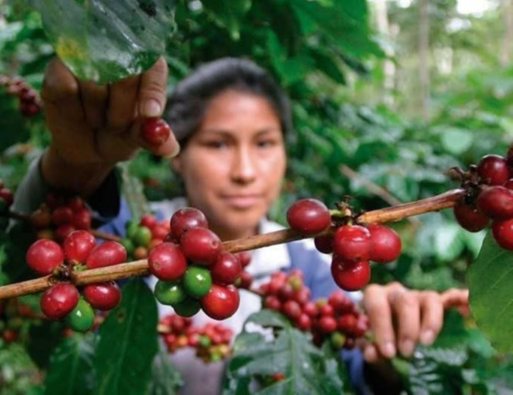 Dos cusqueñas emprendedoras fueron reconocidas mejores productoras de cacao y de café del Valle de los Ríos Apurímac, Ene y Mantaro (Vraem), por la empresa Transportadora de Gas del Perú (TGP), en alianza con la Guía Gastronómica Summun.