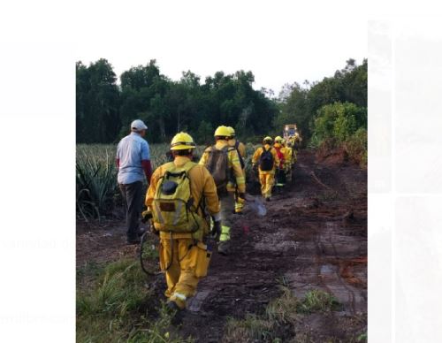 Brigada conformada por 26 guardaparques bomberos forestales refuerza la lucha contra los incendios forestales que se registran en el Bosque de Protección Alto Mayo, región San Martín. ANDINA/Difusión