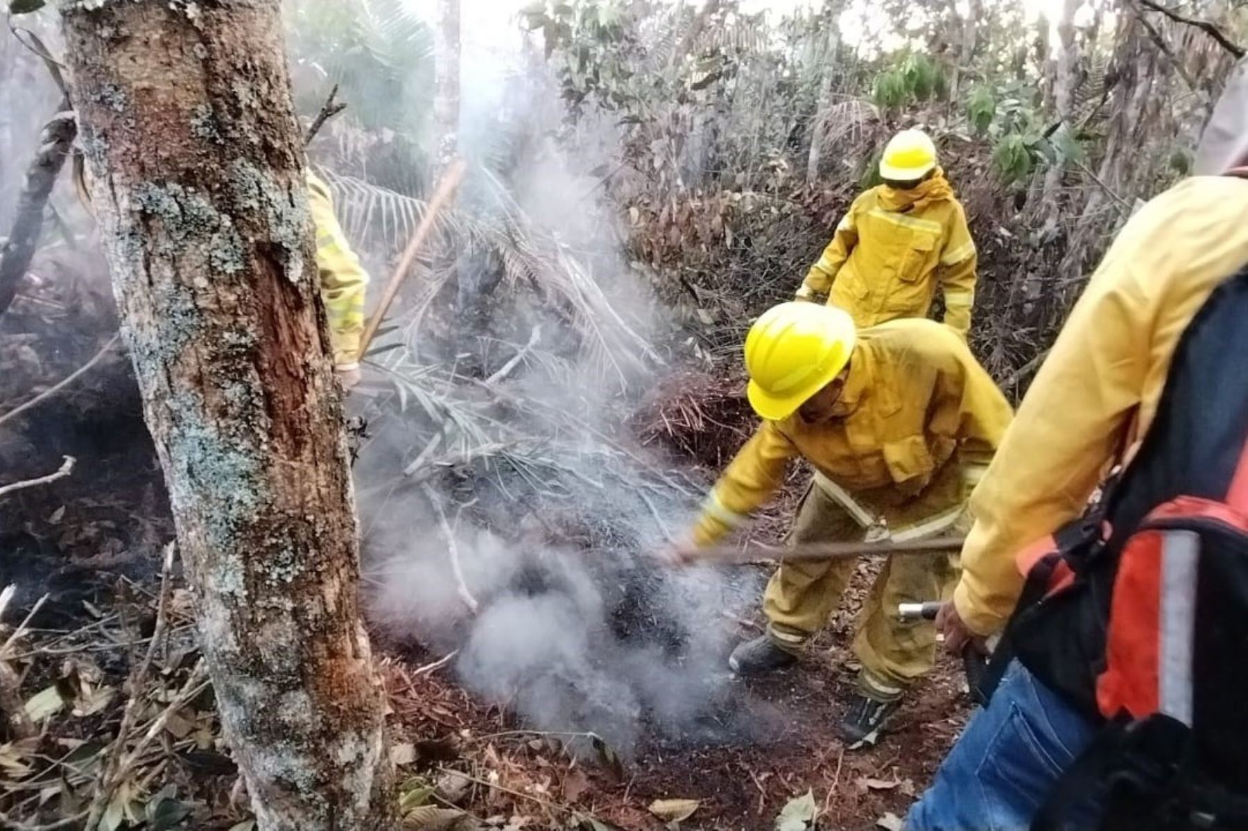 Indeci reporta que 58 incendios forestales ya han sido controlados. Foto: ANDINA/Difusión.