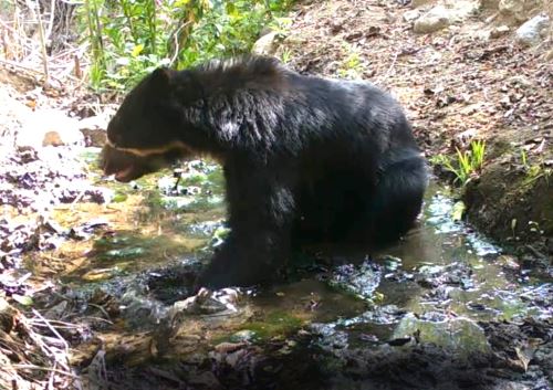 Cámaras trampa instaladas en la Reserva Nacional Calipuy, región La Libertad, han captado varios ejemplares de oso de anteojos; además de otras especies de animales silvestres. Foto: Sernanp/Difusión