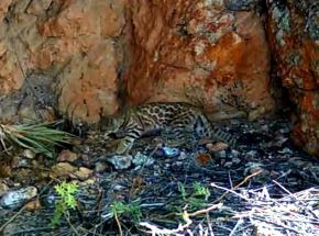 Cámaras trampa instaladas en la Reserva Nacional Calipuy, registraron por primera vez la presencia del gato del pajonal en dicha área natural protegida ubicada en La Libertad. Foto: Sernanp