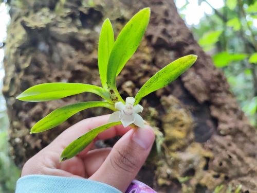 Especialistas del Serfor registraron este año 19 nuevas especies de orquídeas en el valle de San Gabán, en la selva de la región Puno, como resultado de dos expediciones a la zona. ANDINA/Difusión