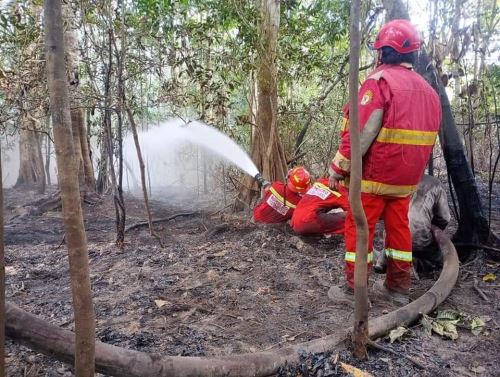 Cinco días de arduo trabajo tuvieron los bomberos de Iquitos para poder controlar el incendio forestal, que arrasó con más de 400 hectáreas de bosque, que se registró en el distrito de San Juan. ANDINA/Difusión