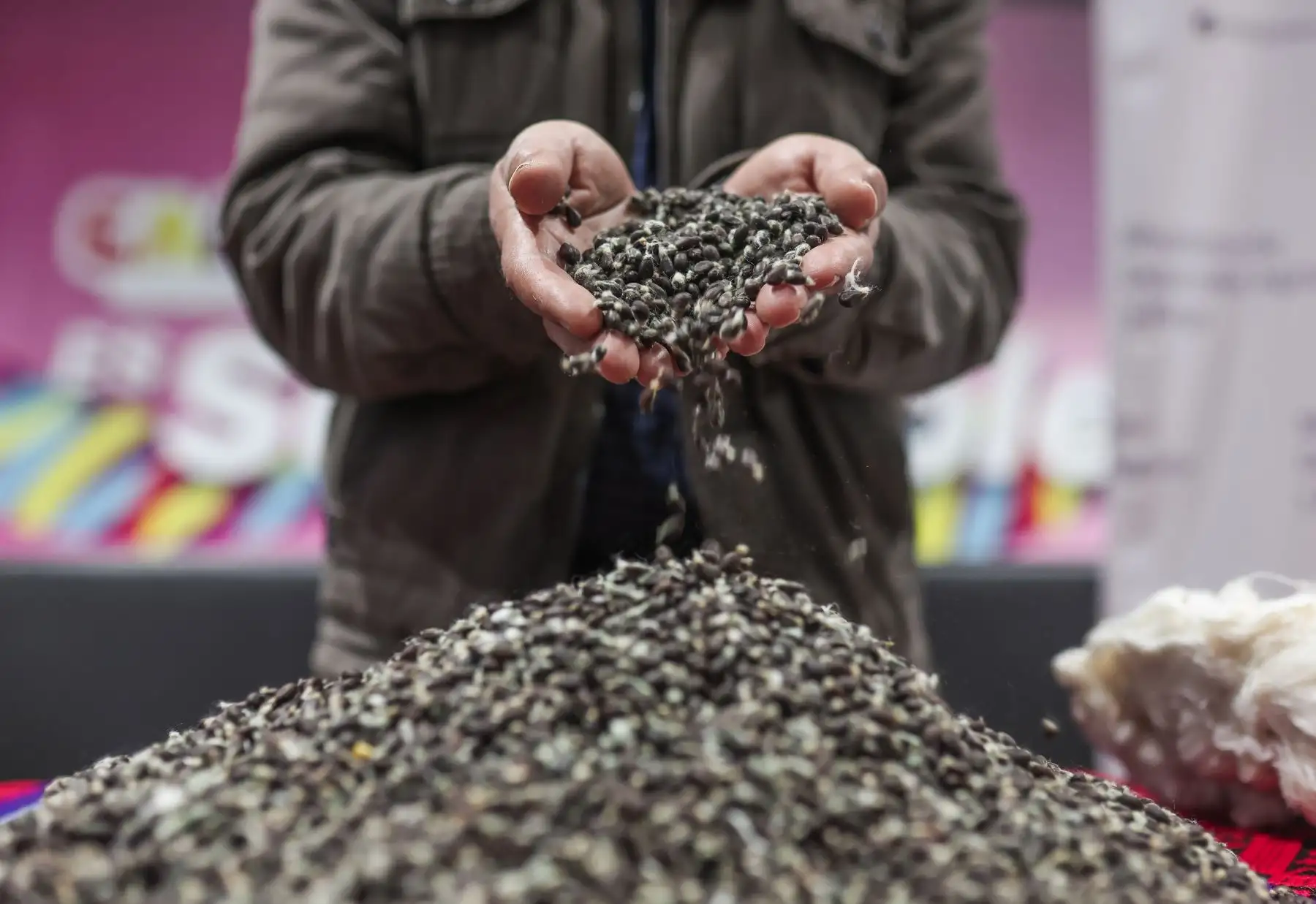 Mediante esta alianza histórica, se beneficiará a más de 8 mil pequeños productores algodoneros de los valles de Nazca, Ica, Pisco, Chincha, Cañete, Santa, Lambayeque y Piura, que se dedican a este ancestral cultivo peruano. Foto: ANDINA/Difusión