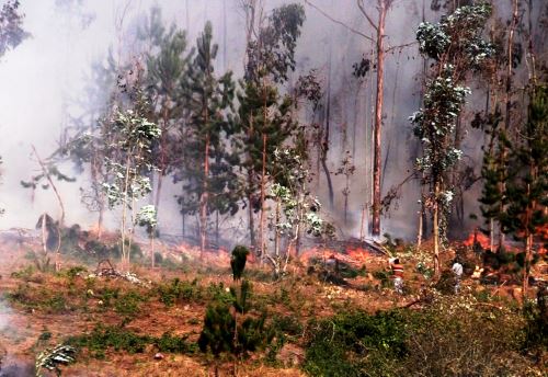 Las regiones Amazonas y Pasco son las más afectadas con 5 incendios forestales cada una. ANDINA/Difusión.