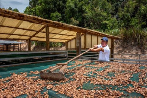 A la fecha se han desembolsado 2 millones 894,209.34 soles para la ejecución de diversas actividades en favor de pequeños productores.