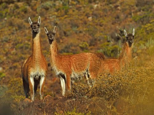 La Reserva Nacional de Calipuy, ubicada en la región La Libertad, es el mayor refugio natural del guanaco, una de las cuatro especies de camélidos sudamericanos que existe en el Perú. ANDINA/Difusión