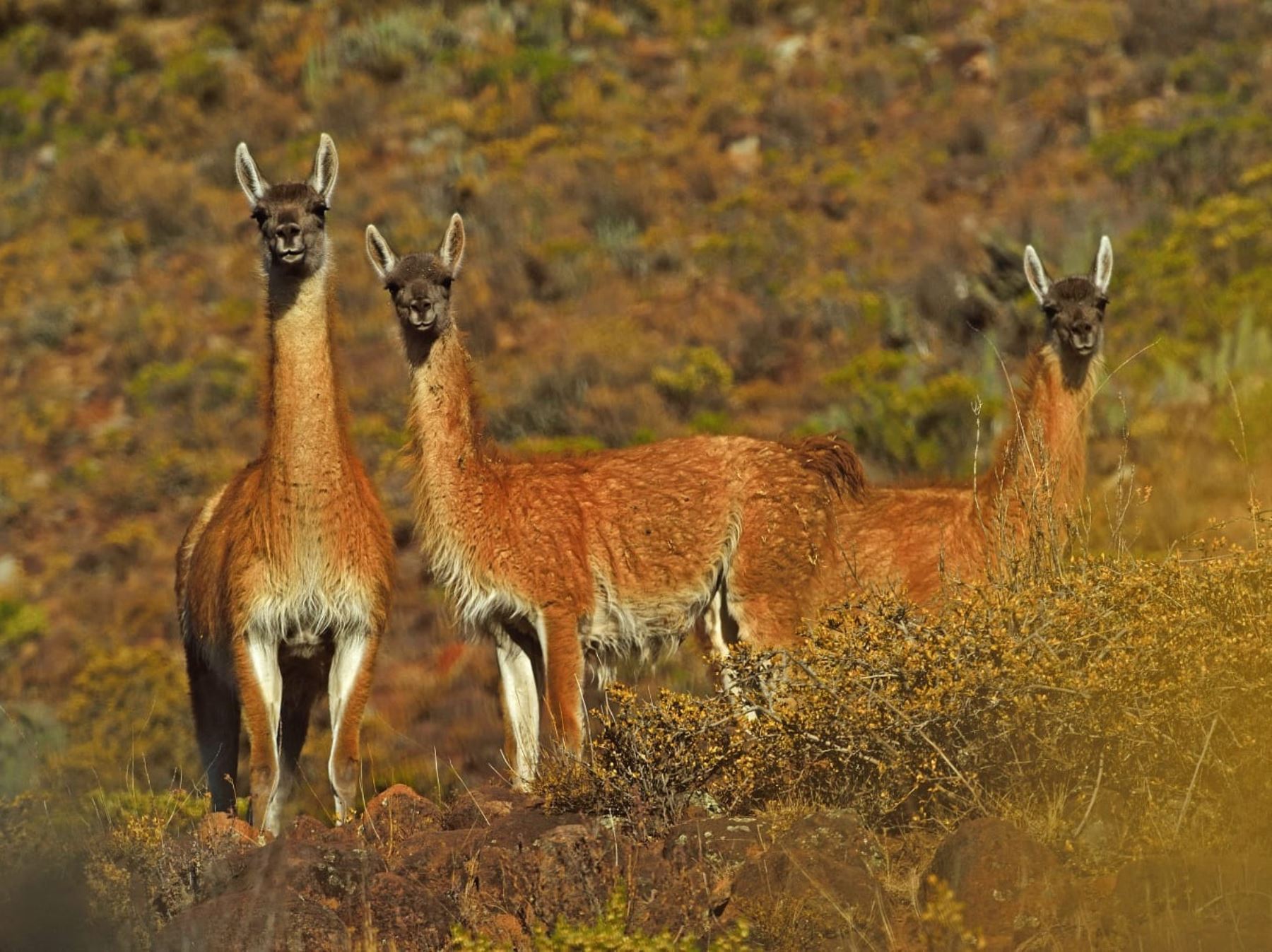 La Reserva Nacional de Calipuy, ubicada en la región La Libertad, es el mayor refugio natural del guanaco, una de las cuatro especies de camélidos sudamericanos que existe en el Perú. ANDINA/Difusión