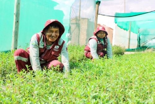 Con apoyo del gobierno regional, comunidades campesinas trabajan para recuperar sistemas degradados. Foto: GORE CUSCO/Difusión.