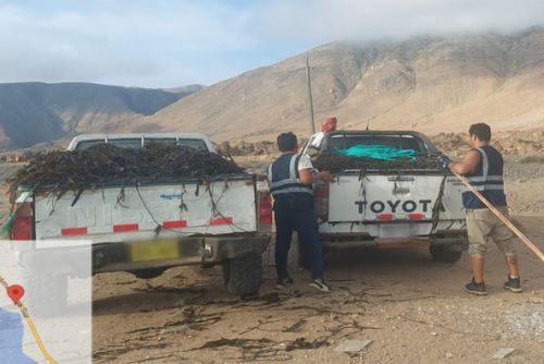 El Gobierno Regional de Arequipa busca garantizar el aprovechamiento racional y sostenible de las macroalgas marinas. Foto: ANDINA/GRA