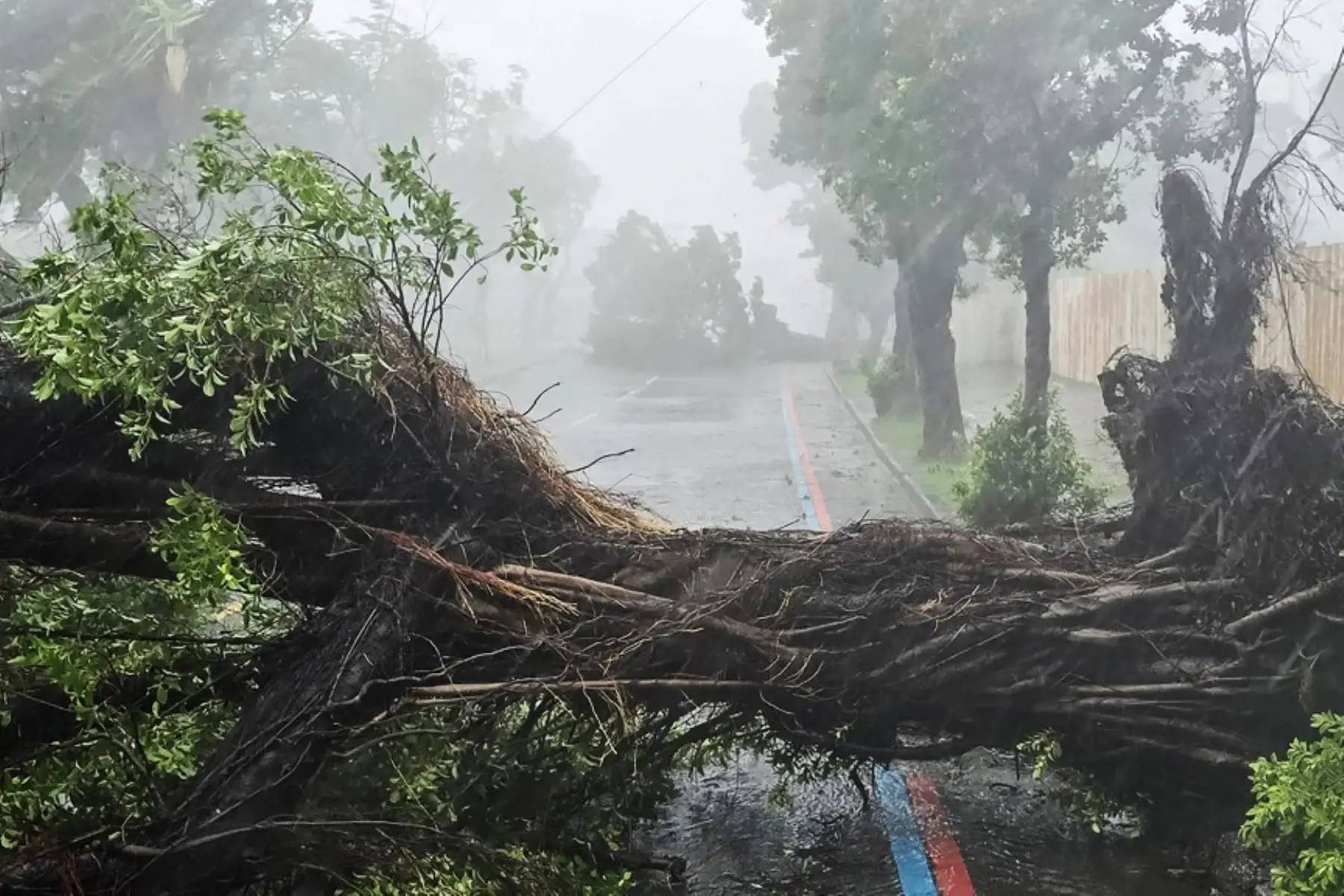 Esta fotografía tomada y publicada por la Agencia Central de Noticias de Taiwán (CNA) la muestra árboles caídos debido a los fuertes vientos del tifón Krathon en Kaohsiung. El tifón Krathon tocó tierra en el sur de Taiwán, dijo la agencia meteorológica de la isla, después de desatar fuertes ráfagas y lluvias que dejaron dos personas muertas y más de 100 heridas. Foto: ANDINA/ AFP