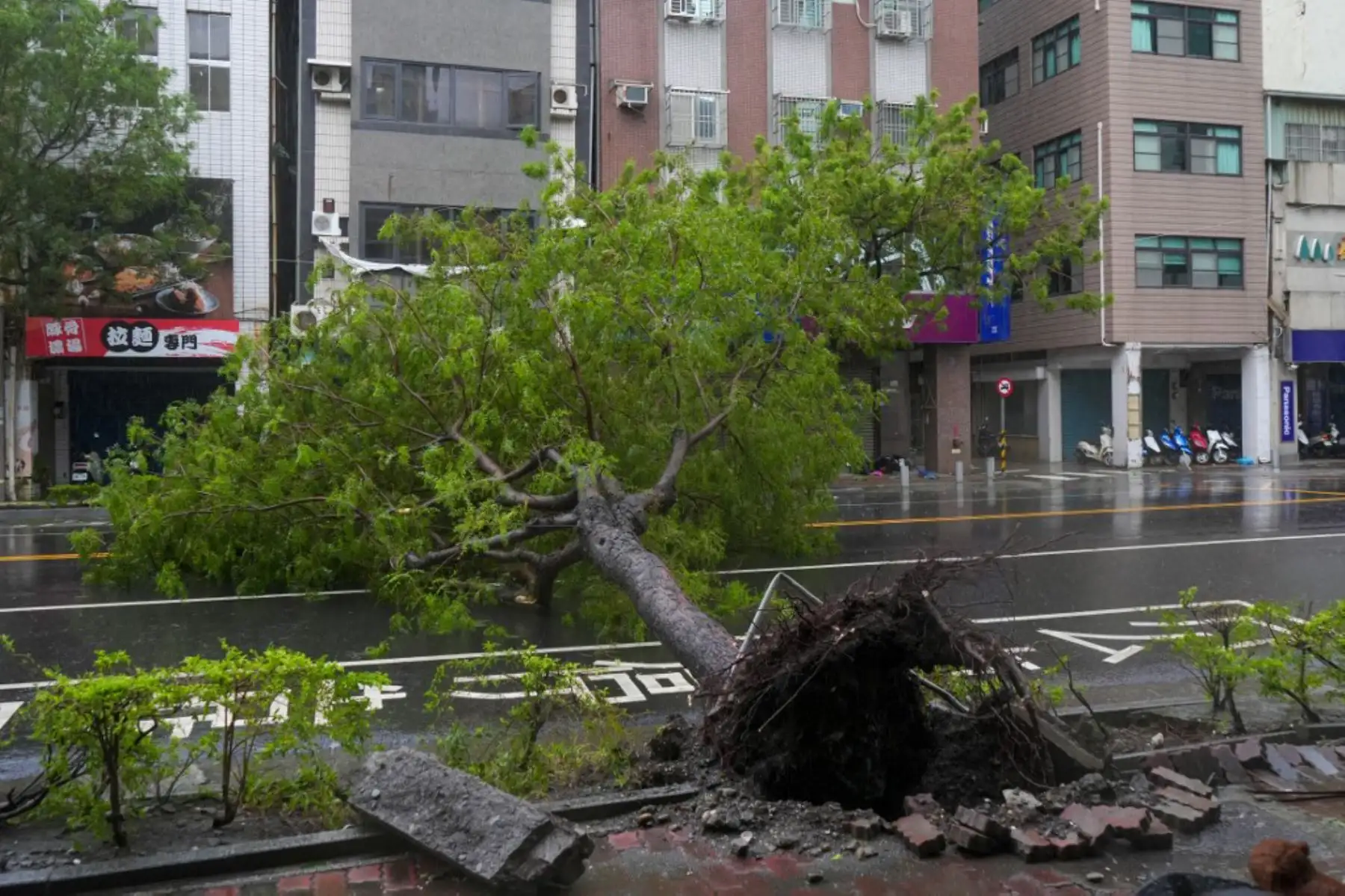 Un árbol caído se ve después de que el tifón Krathon tocara tierra en Kaohsiung. El tifón Krathon tocó tierra en el sur de Taiwán, dijo la agencia meteorológica de la isla, después de obligar a las escuelas y oficinas a cerrar por segundo día en medio de vientos y lluvias que han dejado dos muertos y más de 100 heridos. Foto. ANDINA/AFP