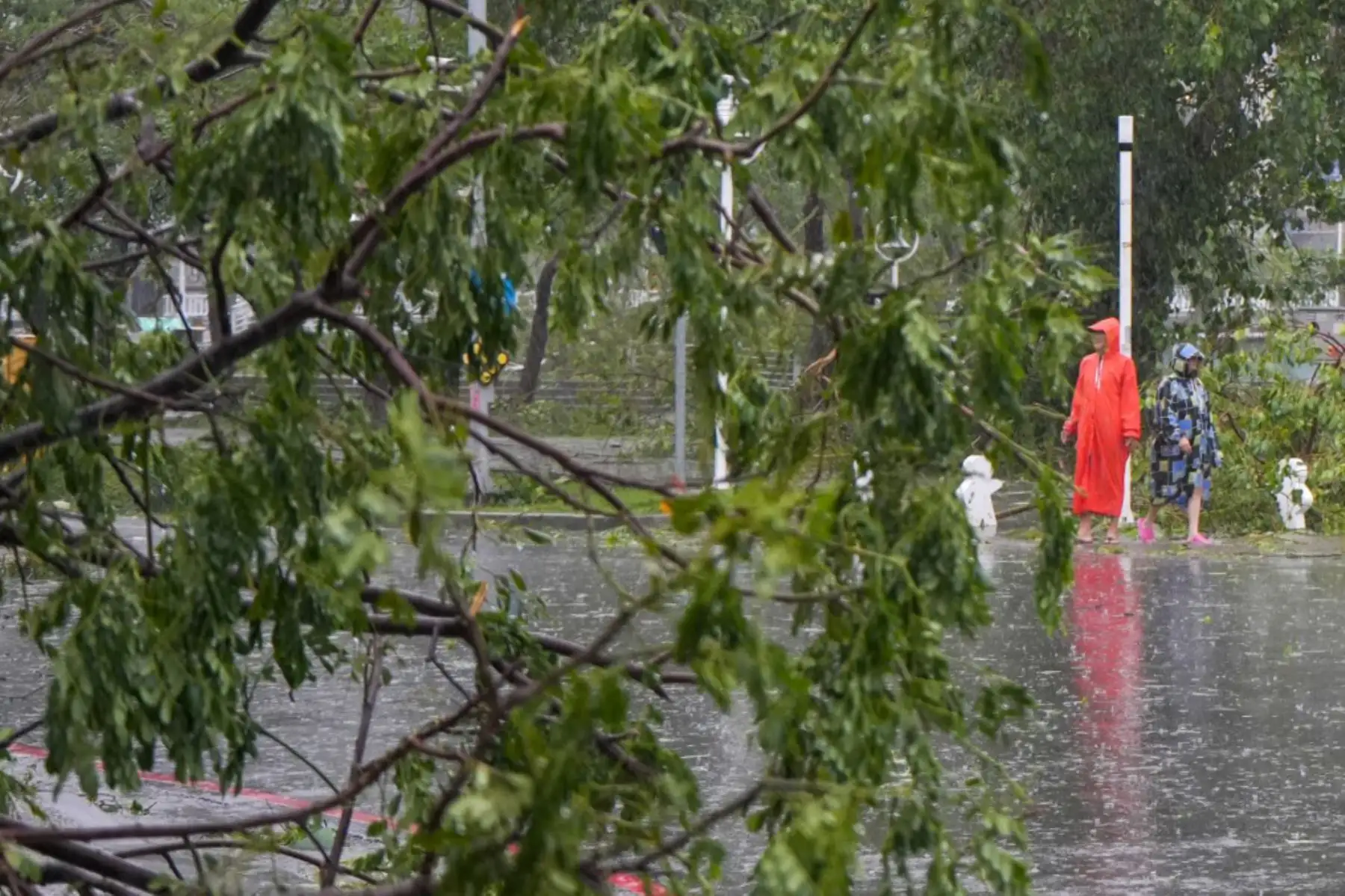 La gente observa un árbol caído después de que el tifón Krathon tocara tierra en Kaohsiung. El tifón Krathon tocó tierra en el sur de Taiwán, según informó la agencia meteorológica de la isla, después de obligar a las escuelas y oficinas a cerrar por segundo día en medio de vientos y lluvias que han dejado dos muertos y más de 100 heridos. Foto: ANDINA/AFP
