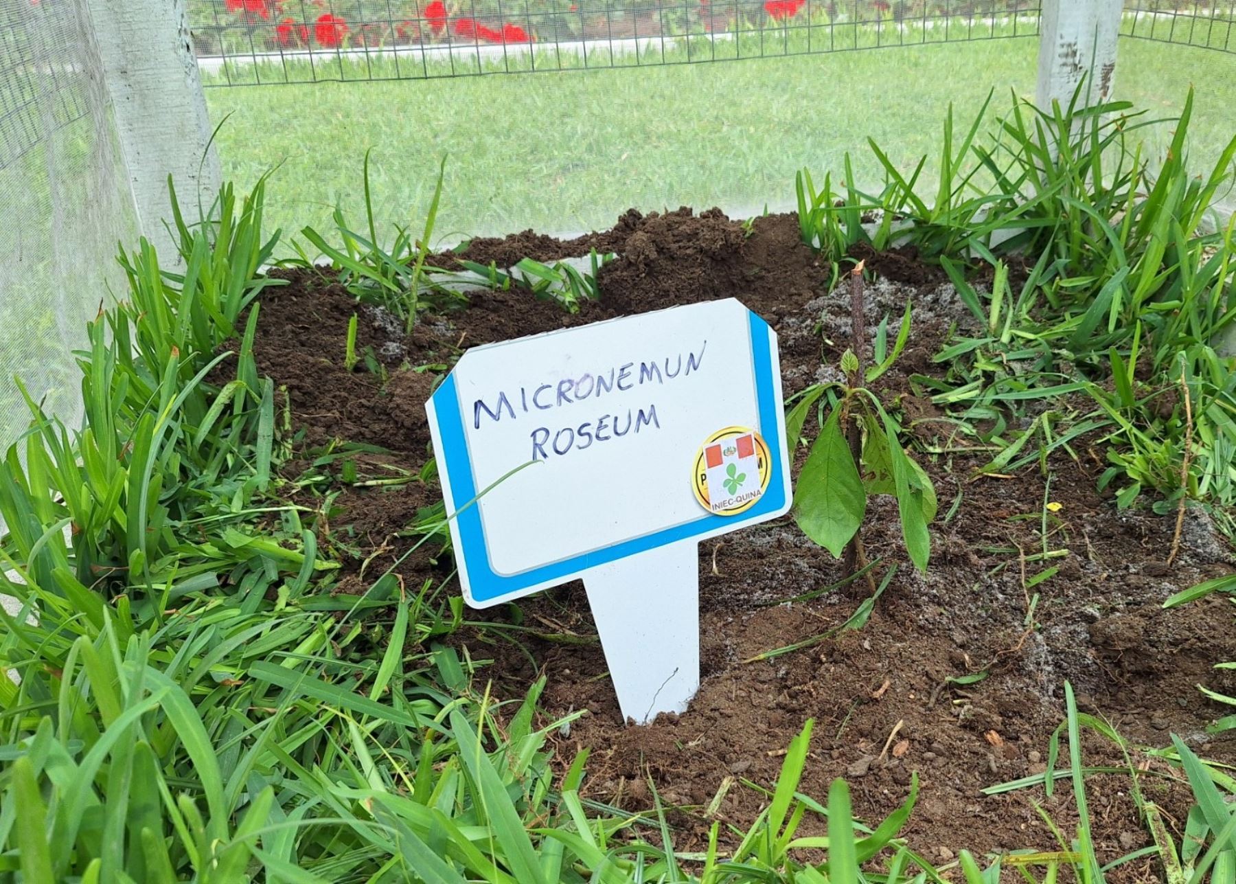 La plaza Mayor de Trujillo cuenta ahora con ocho variedades distintas del árbol de la quina, la especie emblemática peruana. Foto: Luis Puell