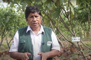 El investigador de  la Estación Experimental Agraria del Instituto Nacional de Investigación Agraria (INIA) de Pucallpa, Víctor Vargas Clemente, asocia el cultivo de cacao con otras especies que crecen en la sombra, como el plátano, la yuca y el maíz. ANDINA/ INIA Pucallpa.