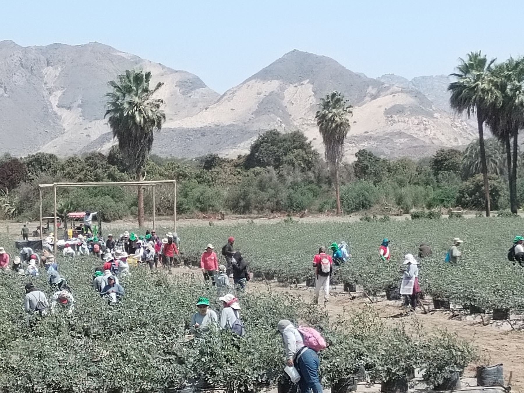 El cultivo de cerca de 2,000 de productos de agroexportación está transformando el valle de Zaña, ubicado en la provincia lambayecana de Chiclayo, que ahora luce más verde. ANDINA/Difusión