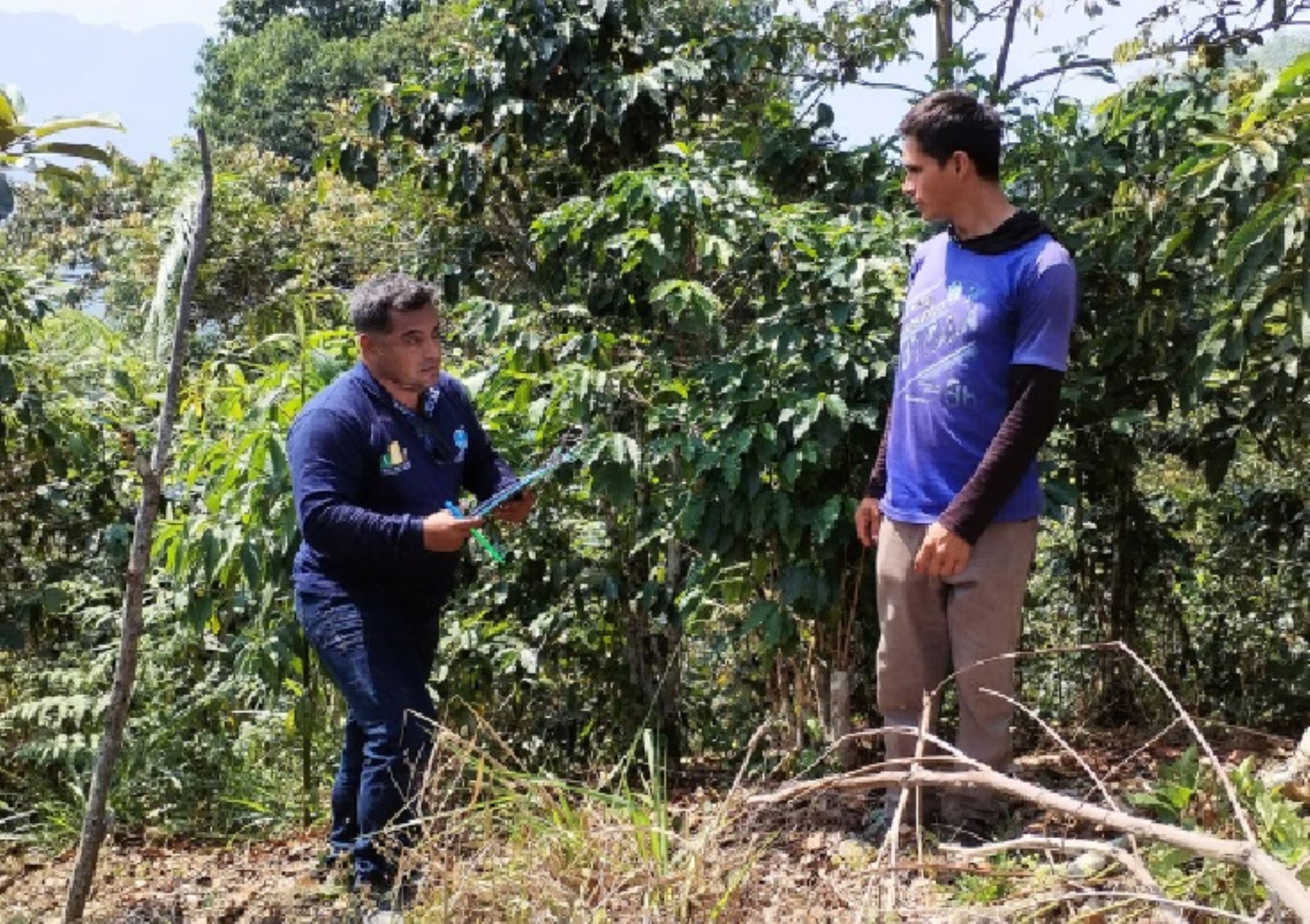 Especialistas del Osinfor capacitaron a productores de la región San Martín sobre cómo contribuir en el incremento de la cobertura boscosa e impulsar una agricultura sostenible. Foto: ANDINA/difusión.