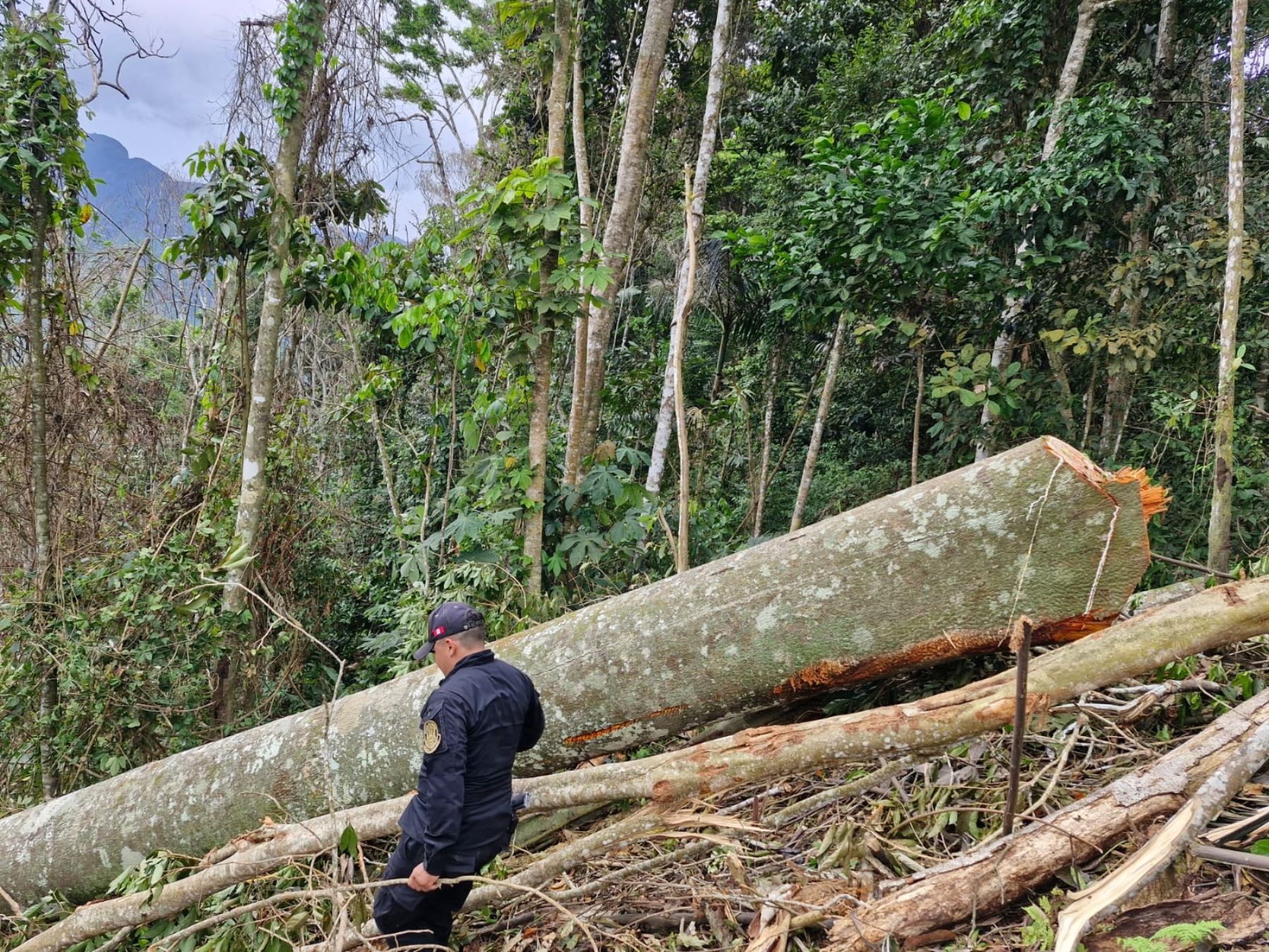 Importante paso para reforzar la lucha contra la tala ilegal y el comercio asociado con la firma  del "Acuerdo por los bosques" entre la Mancomunidad Regional Amazónica (MRA) y la Comisión Multisectorial Permanente de Lucha contra la Tala Ilegal (CMLTI). ANDINA/Difusión.