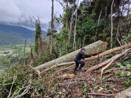 Más de una hectárea de árboles de un bosque primario fueron talados por inescrupulosos en el distrito de Tabalosos, provincia de Lamas, región San Martín. Los infractores serán denunciados. ANDINA/Difusión