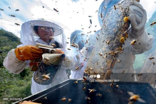 Un grupo de 15 mujeres cajamarquinas impulsa una iniciativa que salva la vida a millones de abejas. AFP