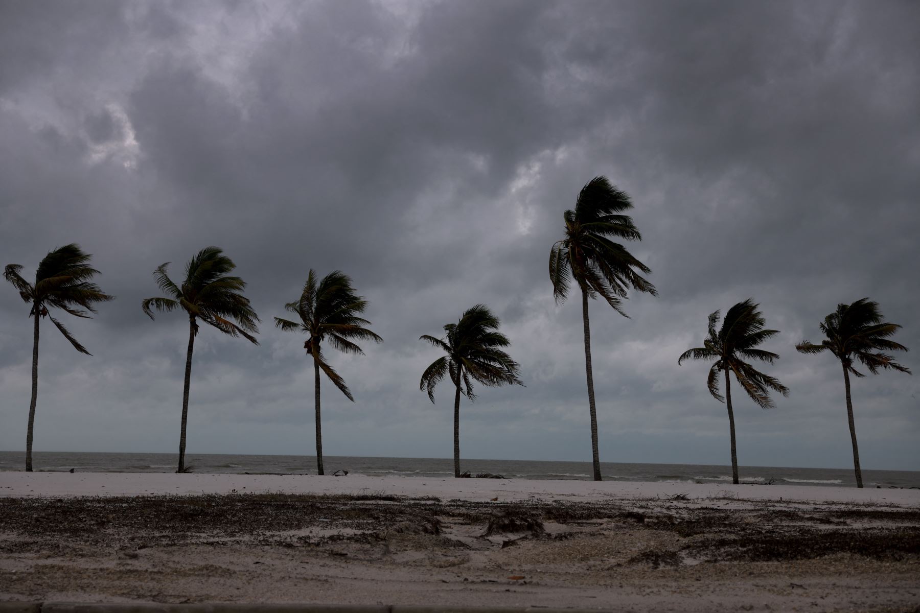 Palmeras bordean la playa antes de la llegada del huracán Milton a Fort Myers Beach, Florida. AFP