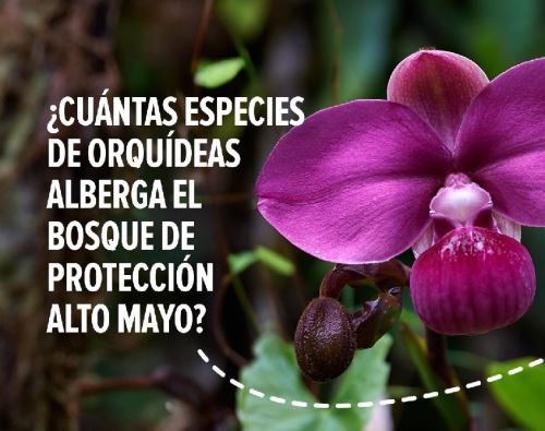 El Bosque de Protección Alto Mayo es una de las áreas naturales protegidas con el mayor número de géneros de orquídeas en el Perú, destacó Sernanp. ANDINA/Difusión