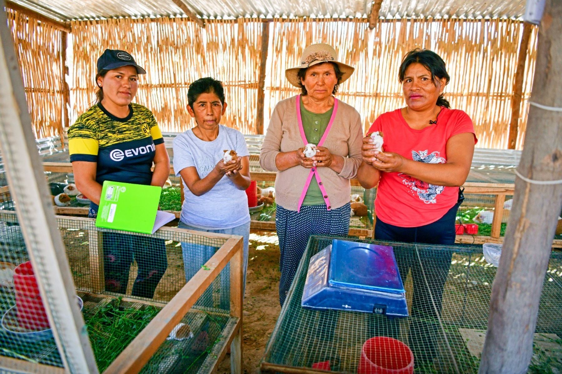 Más de 10,000 familias rurales han mejorado su calidad de vida gracias a la producción de cuyes y al financiamiento del programa Agro Rural. ANDINA/Difusión