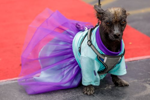 Bellezas de cuatro patas: mascotas del penal de Lurigancho protagonizan un colorido desfile por Halloween