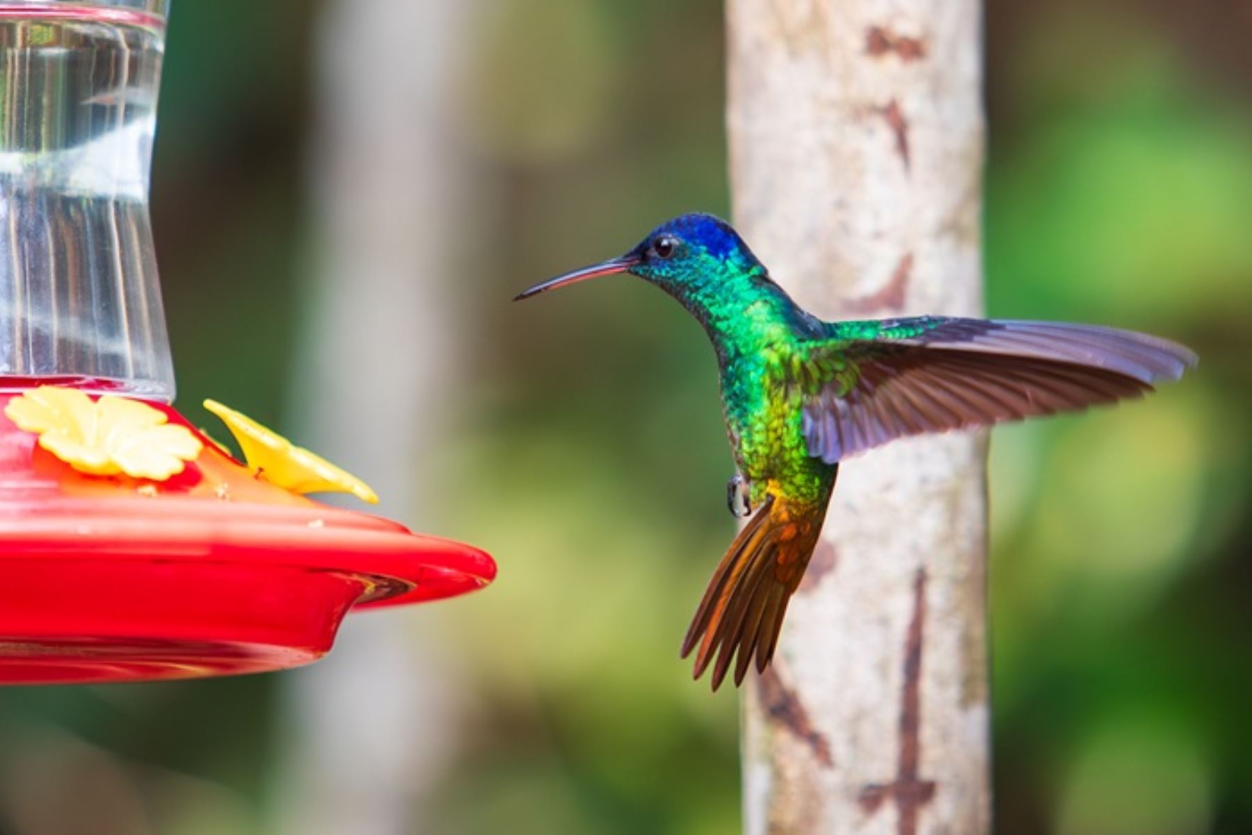 El avistamiento es otra de las maravillas de la región San Martín donde ahora se han creado centros privados que facilitan a los turistas poder apreciar los colibríes muy cerca.