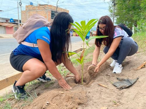 Jóvenes voluntarios participaron de la siembra de especies forestales nativas en zonas urbanas de la ciudad de Tarapoto, en la provincia y región San Martín. Foto: ANDINA/difusión.