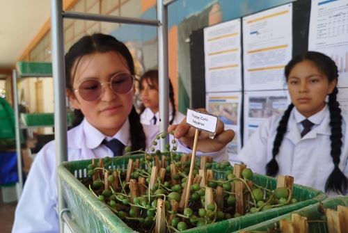 La fitoperla, una planta nativa que crece en las alturas de Huancavelica, podría ser la solución a la contaminación ambiental generada por los aceites residuales de la actividad automotriz, según un estudio realizado por estudiantes de esa región. Foto: Flor Hidalgo