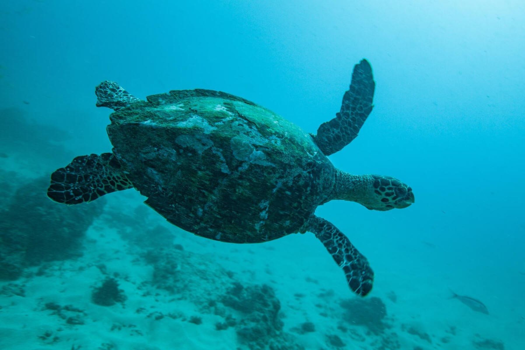 “Podemos restaurar nuestro planeta vivo si actuamos ahora”, afirma WWF. Foto: Philipp Kanstinger/WWF