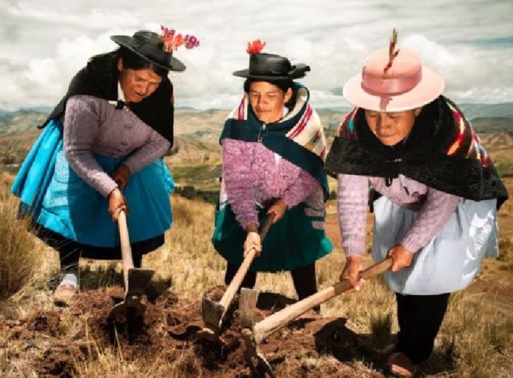 Las mujeres rurales cumplen un papel importante en la actividad agrícola del Perú, destacó el Ministerio de Desarrollo Agrario y Riego. ANDINA/Difusión