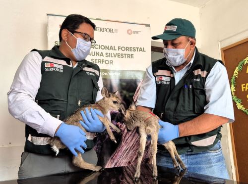 Rescatan dos crías de venado en la provincia de Huancabamba, región Piura, informó el Serfor que recordó la importancia de proteger las especies de fauna silvestre. ANDINA/Difusión