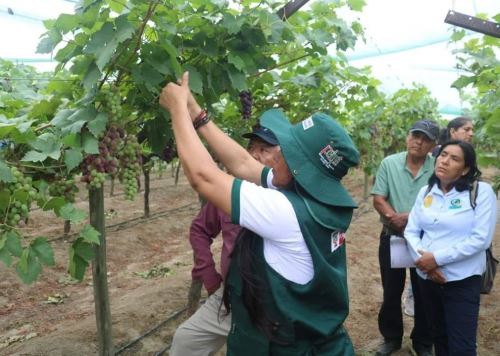 El Proyecto Especial Binacional Puyango Tumbes capacita a agricultores tumbesinos en el cultivo de la uva red globe. ANDINA/Difusión