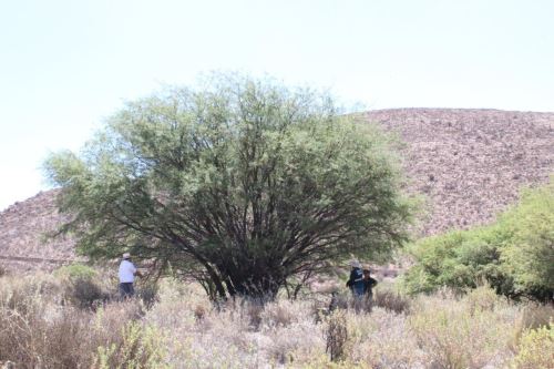 Ordenanza municipal de Yarabamba señala que está prohibida la tala, extracción y cualquier actividad que atente contra la integridad de yaro. Foto: ANDINA/Difusión