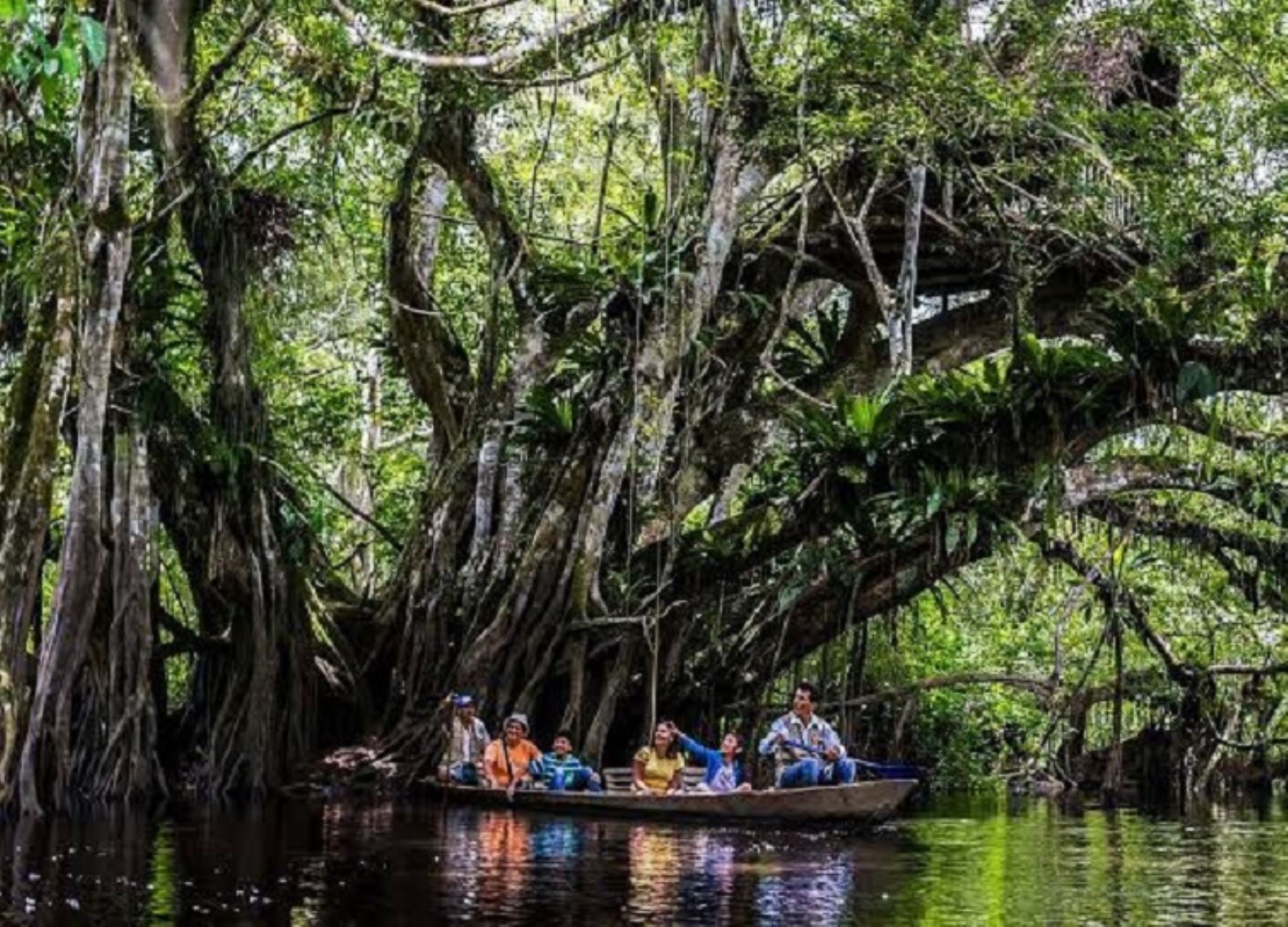 El programa Bosques Productivos Sostenibles del Serfor ejecuta dos proyectos en la región San Martín.